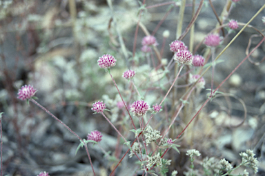 APII jpeg image of Gomphrena magentitepala  © contact APII