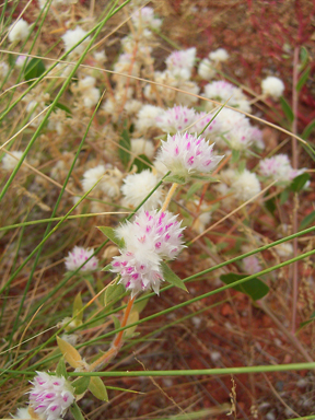 APII jpeg image of Gomphrena cunninghamii  © contact APII