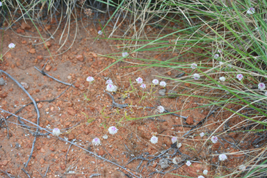 APII jpeg image of Gomphrena leptoclada subsp. leptoclada  © contact APII