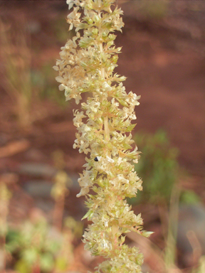 APII jpeg image of Amaranthus undulatus  © contact APII