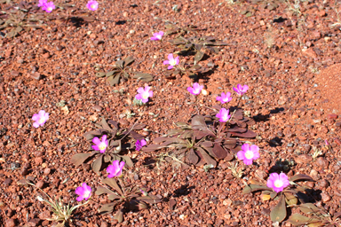 APII jpeg image of Calandrinia schistorhiza  © contact APII