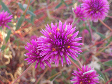 APII jpeg image of Gomphrena canescens subsp. canescens  © contact APII