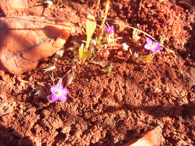 APII jpeg image of Calandrinia pumila  © contact APII