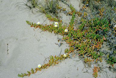 APII jpeg image of Carpobrotus virescens  © contact APII