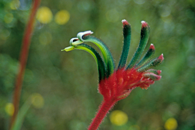 APII jpeg image of Anigozanthos manglesii  © contact APII