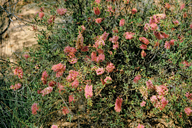 APII jpeg image of Melaleuca conothamnoides  © contact APII