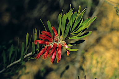 APII jpeg image of Calothamnus quadrifidus? subsp. homalophyllus?  © contact APII