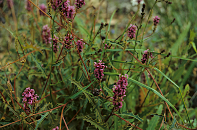 APII jpeg image of Grevillea quercifolia  © contact APII