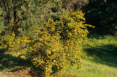 APII jpeg image of Hibbertia cuneiformis  © contact APII