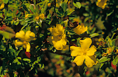 APII jpeg image of Hibbertia cuneiformis  © contact APII