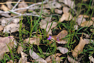 APII jpeg image of Lindsaea linearis  © contact APII