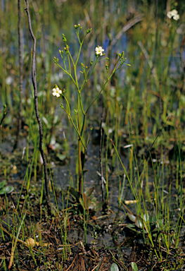 APII jpeg image of Ornduffia submersa?  © contact APII