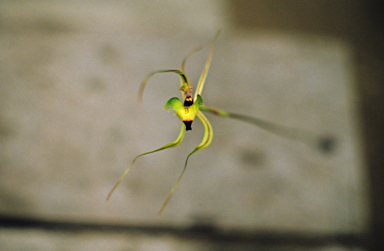 APII jpeg image of Caladenia attingens  © contact APII