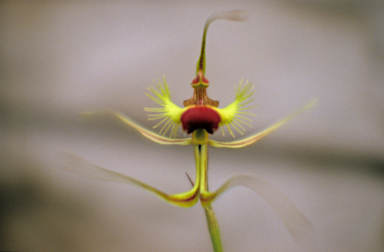 APII jpeg image of Caladenia lobata  © contact APII