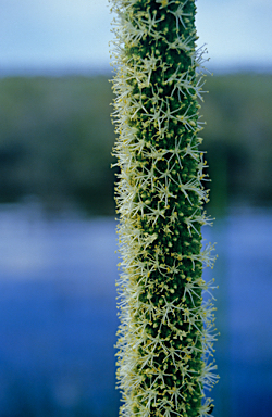 APII jpeg image of Xanthorrhoea preissii  © contact APII