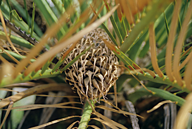 APII jpeg image of Macrozamia fraseri  © contact APII