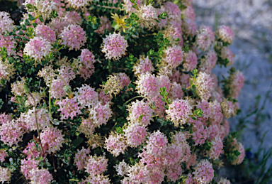 APII jpeg image of Pimelea gilgiana  © contact APII