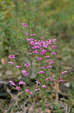 APII jpeg image of Tetratheca confertifolia  © contact APII