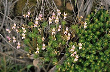 APII jpeg image of Stylidium dichotomum  © contact APII