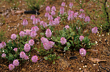 APII jpeg image of Ptilotus manglesii  © contact APII