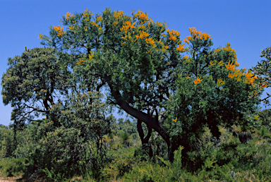 APII jpeg image of Nuytsia floribunda  © contact APII