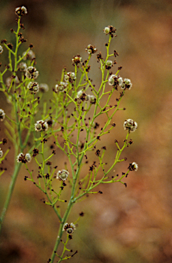 APII jpeg image of Stirlingia latifolia  © contact APII