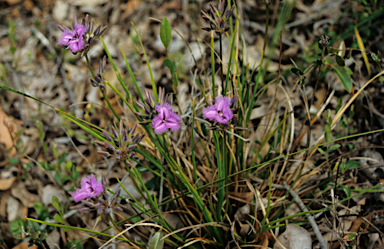 APII jpeg image of Thysanotus multiflorus  © contact APII