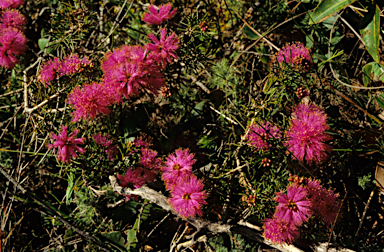 APII jpeg image of Melaleuca trichophylla  © contact APII