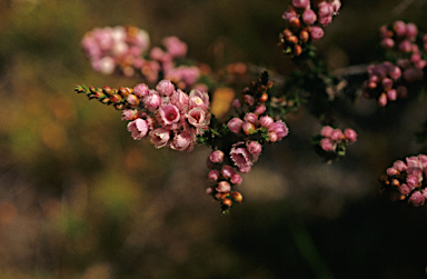 APII jpeg image of Verticordia densiflora  © contact APII