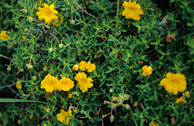 APII jpeg image of Hibbertia hypericoides  © contact APII