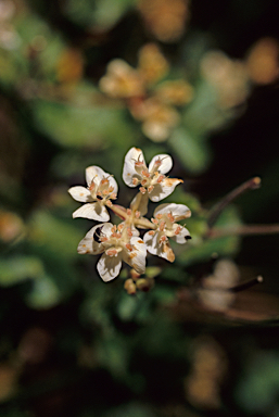 APII jpeg image of Xanthosia rotundifolia  © contact APII