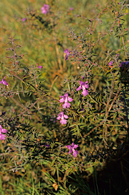 APII jpeg image of Hemiandra pungens  © contact APII