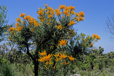 APII jpeg image of Nuytsia floribunda  © contact APII