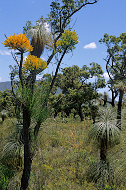 APII jpeg image of Nuytsia floribunda  © contact APII