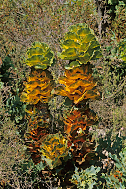 APII jpeg image of Hakea victoria  © contact APII