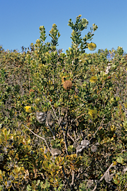 APII jpeg image of Banksia lemanniana  © contact APII