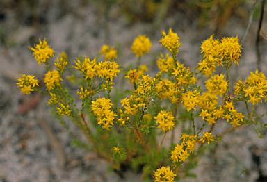 APII jpeg image of Calytrix flavescens  © contact APII