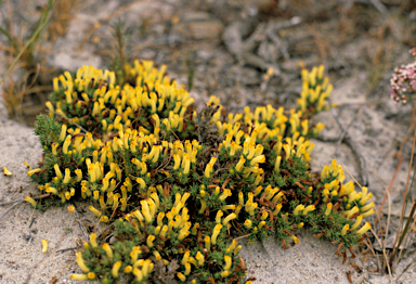 APII jpeg image of Lechenaultia tubiflora  © contact APII