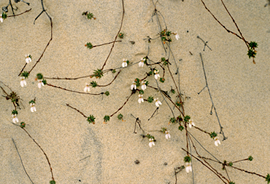 APII jpeg image of Stylidium repens  © contact APII