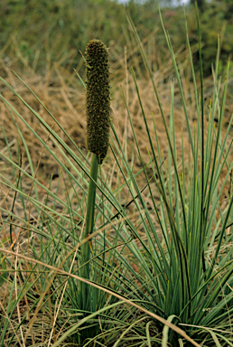 APII jpeg image of Xanthorrhoea nana  © contact APII