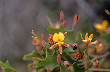 APII jpeg image of Jacksonia grevilleoides  © contact APII