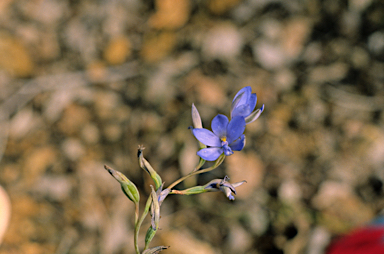 APII jpeg image of Thelymitra crinita  © contact APII