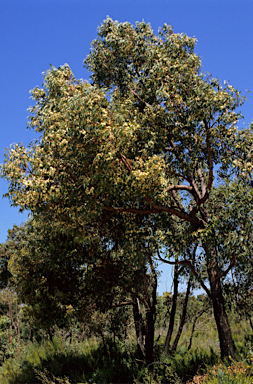 APII jpeg image of Eucalyptus marginata  © contact APII