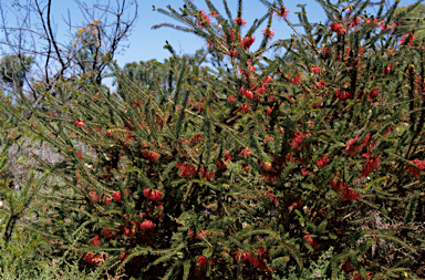 APII jpeg image of Calothamnus quadrifidus  © contact APII