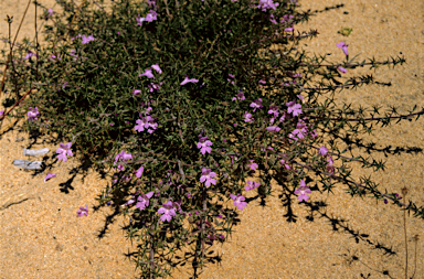 APII jpeg image of Hemiandra glabra  © contact APII