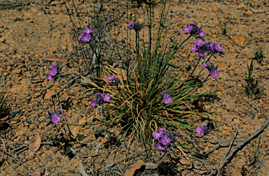 APII jpeg image of Thysanotus multiflorus  © contact APII