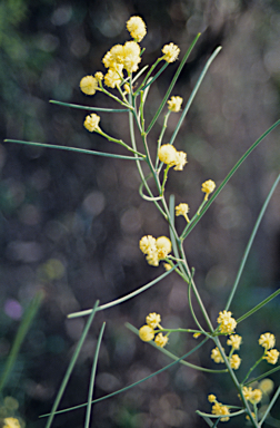 APII jpeg image of Acacia extensa  © contact APII