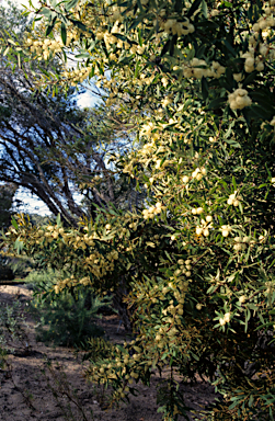 APII jpeg image of Hakea nitida  © contact APII