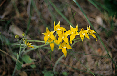 APII jpeg image of Caladenia flava  © contact APII