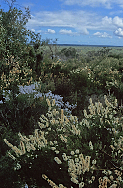 APII jpeg image of Hakea costata  © contact APII